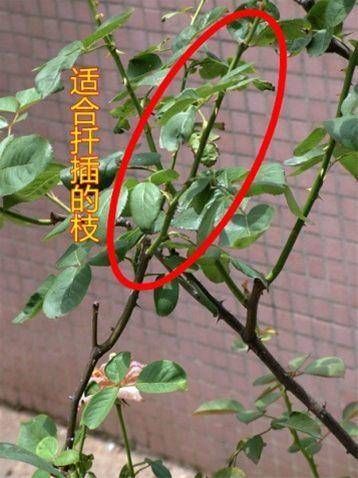  #以进行扦插#9种花，最适合“下雨天”扦插，顶端掐个“叶”，埋土里7天就发芽