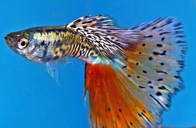  【均表现为】孔雀鱼太好繁殖啦，所以孔雀鱼的品种多到让你数不过来！
