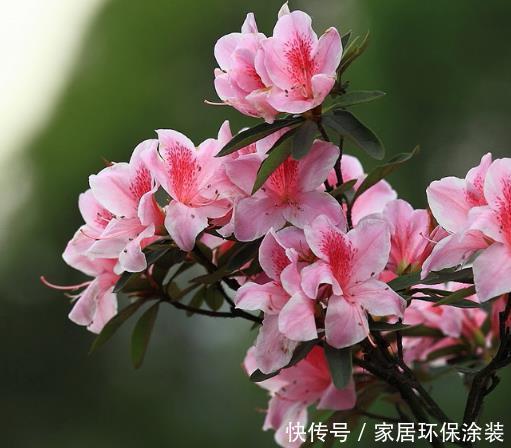  『爆成』4月就养这5款花卉，花大色艳，开花爆成花海，美观大气惹人爱