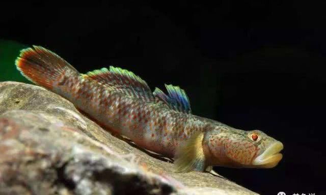  『白面虾虎』这种中国原生鱼品种齐全，有的价钱高到四位数，有的确是超低价