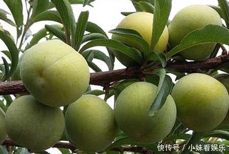 果实甜如蜜，批发一斤30元，只能在当地种植，农民们都不舍得吃