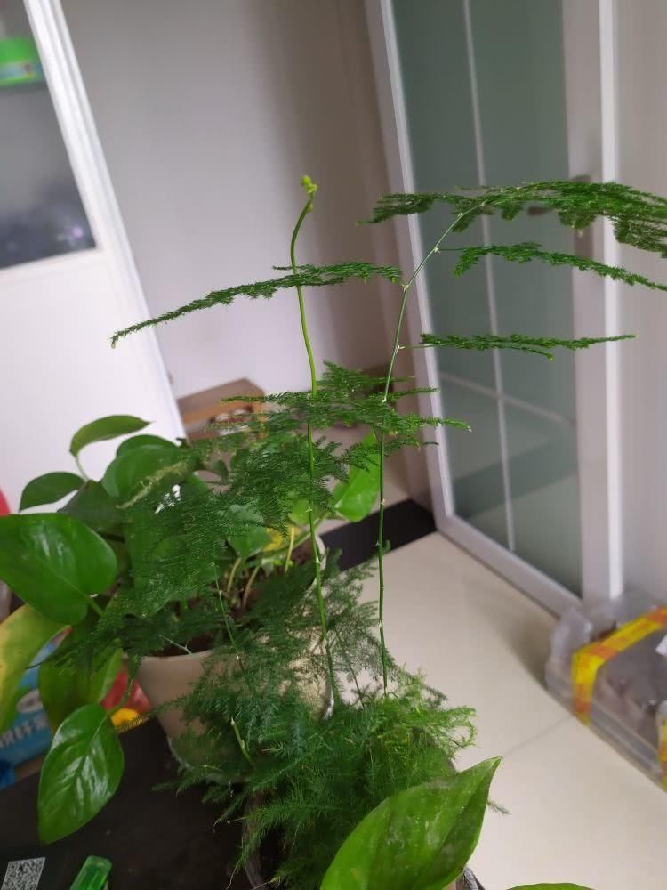  家里的文竹|文竹一到夏天就徒长，枝条乱爬太难看，其实矮壮很简单！