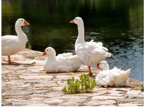 8H抗菌鸭绒被，小米有品开售