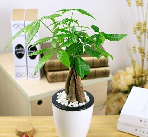 『虎皮兰』养这10种花,再喜欢也别多浇水,少浇水,不管它,反而花更多