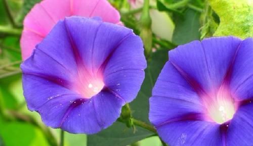  『耐晒』夏天到了,养1棵这个“开花机器”,耐晒生长快,开花不断