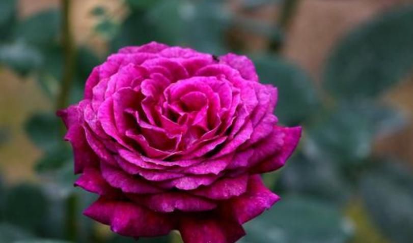  [枝条]月季花别再扦插了，枝条割一刀，裹个方便袋，易成活开花美！
