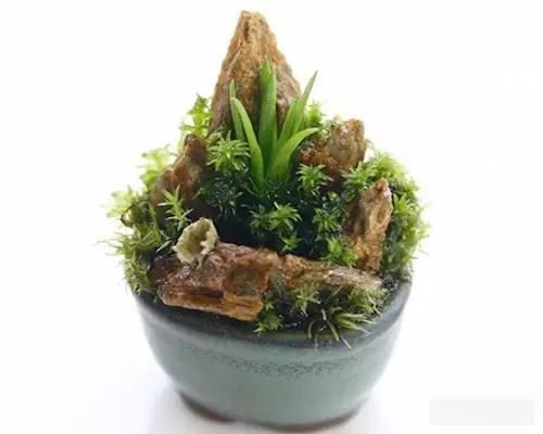  「极豆」治愈系的极豆盆栽