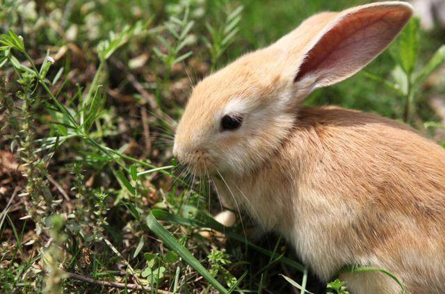 出生在这几月的属兔人:天生好命,子女孝顺,晚年