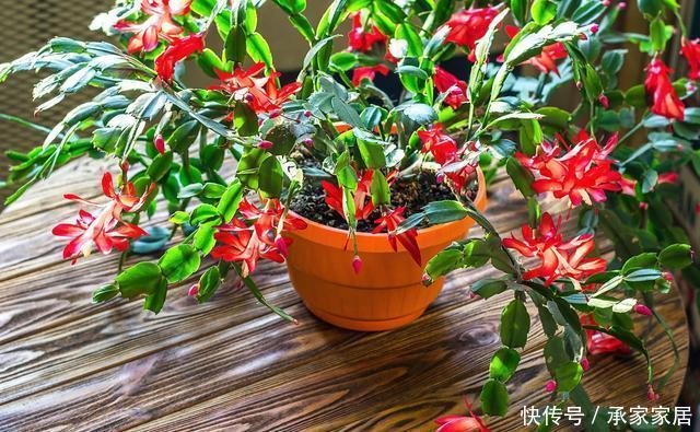  会进入半休眠|家里养了这“5种”花的，夏天要少浇水，不然一周内必挂