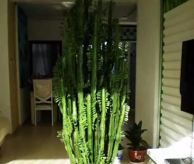 嫁接|你知道什么是龙骨花吗?你知道用它来嫁接什么吗?可别嫁接错了
