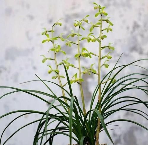  『开眼』今年最火的6种兰花，一开满屋飘香，美的让人移不开眼！