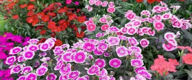  家里|5种“草花”，株形小，好管理，养在家里很合适