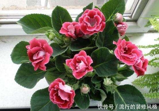  「就算」3种耐阴花真好养，就算光线不错，照样生机勃勃