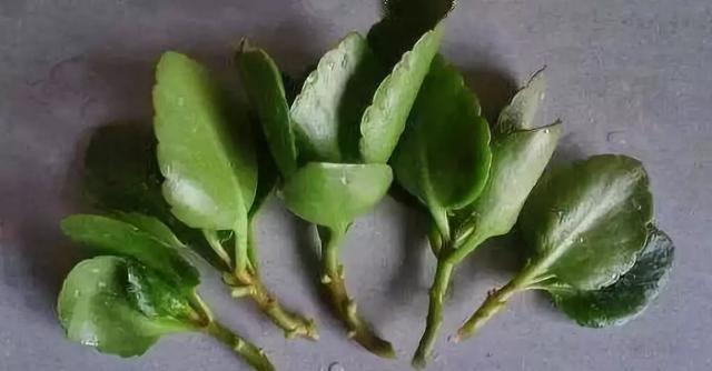 「扦插」3种花,现在扦插超好活,1周生根,轻松变养花大户
