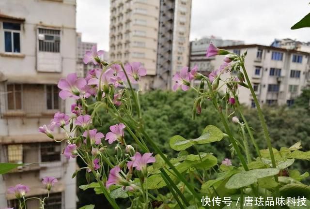  花盆@春天来了，酸咪草都开了，紫苏都种活了！