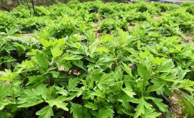  『植物』夏天来了,家里就养4种“草”,驱蚊效果好,不担心夏天蚊子咬