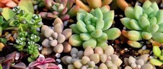  『植物』叶片肥厚多汁，多肉肉嘟嘟爱不释手，具体的叶插方法你会吗？