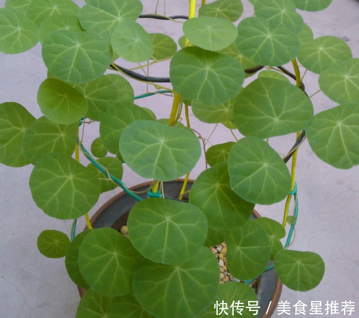 农村野草根部像石头，人称“山乌龟”，却是治病良药，你见过没