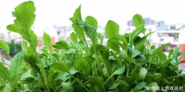 萝卜苗:秋天适合种“这1种”小菜,撒下一把种子,一茬茬冒,10天就上桌