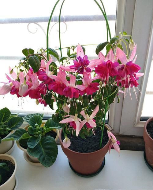 『烂漫』这些花,花朵烂漫迷人,造型优雅独特,养一盆香飘满屋,幽香四溢
