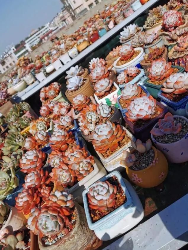  露养度夏■哪些多肉可以放心养？四年肉友亲口告诉你