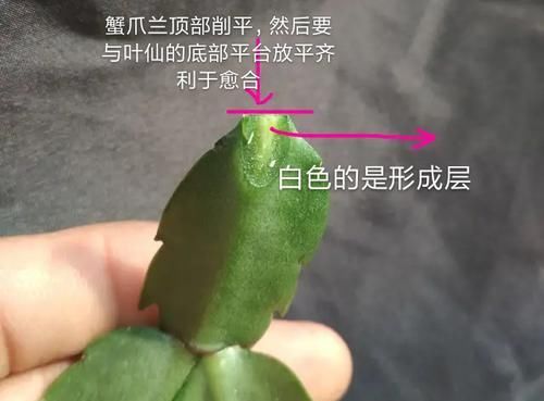  #叶仙#叶仙嫁接蟹爪兰总是失败？找准形成层，接对位置，开花爆盆成花塔