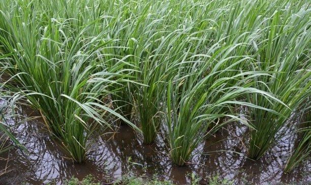  收益@皇竹草亩产20吨，一亩收益高达5000块，在北方能种植吗？