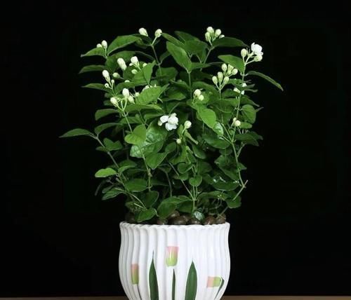 「小知识」不只人爱吃醋,连植物也爱吃醋,学会用醋养植物,植物绿油油!