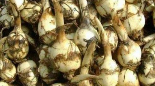 农村水沟旁常长一野菜，不仅能吃还能入药，市场上一斤能卖20元