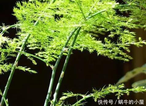  [技巧]家养文竹长势缓慢？学会这三个小技巧，轻松长出绿森林