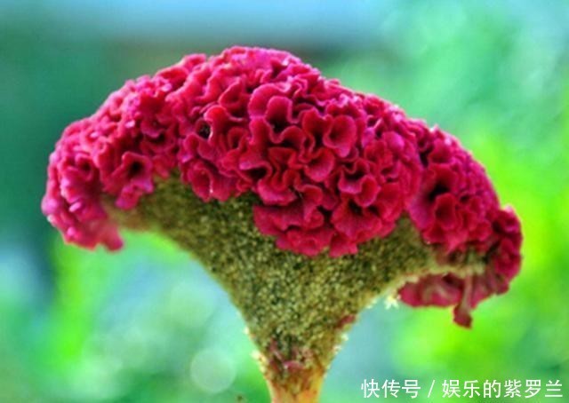  夏季|3种夏季观花植物，看花食用两不误，特别适合阳台养护