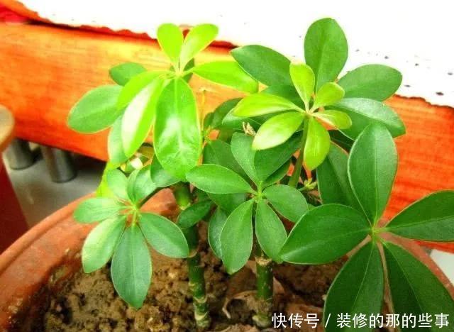 『花钱买』养花技巧:最难养的3种花,扦插100%活,下次别再花钱买啦