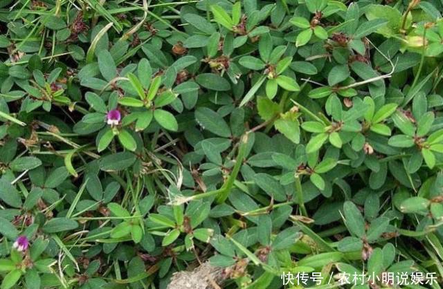 被农民忽略的鸡眼草，是一种珍贵的中药材，市面上一斤50遭疯抢