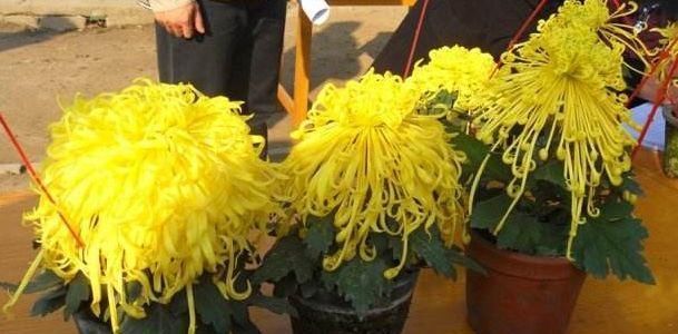  显得：客厅养花，不如养几盆“金色的花”，既好看，又显得“高大上”