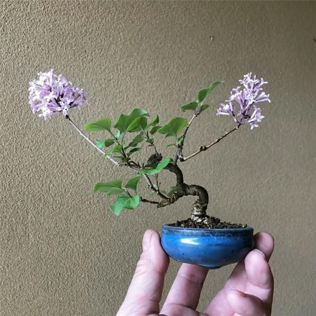  开花■掌上开花，真好看！