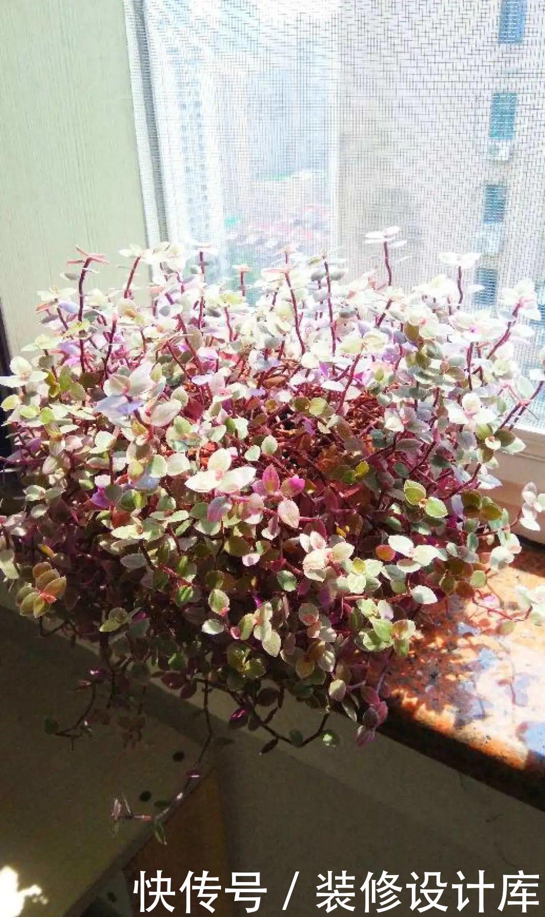 #稀罕#5种花真稀罕，叶子越晒越红彤彤，一盆能开20朵！