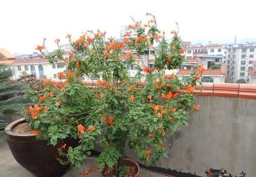  陌生■熟悉而陌生的“凌霄花”，掐个枝埋花盆，几年吃掉你的房，太猖狂