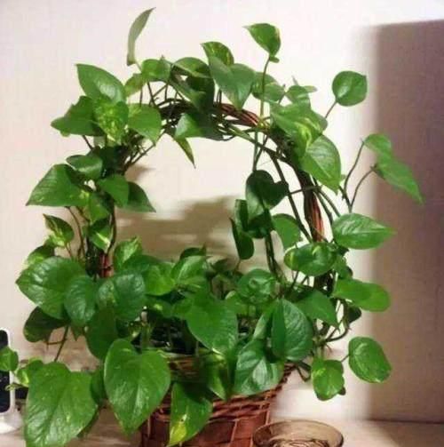  [花草]用废弃的篮子、饼干盒、空油壶，种花特别赞，一阳台都是花草！