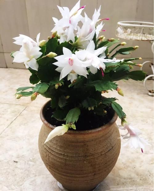  『令箭荷花』6种“荷花”，不用水只用土，开花一茬接一茬！