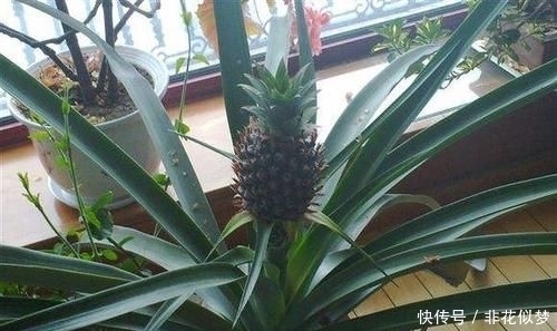 【看不上】爷爷在花盆种“菠萝”,家人一开始看不上,3年后结出了2斤大果