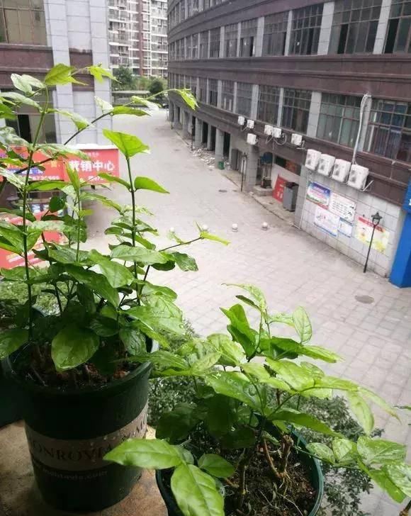 『过程中』茉莉徒长不开花？怎么做花朵开到炸