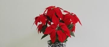  「科类的植物」这“6种花”有毒，太危险！养的时候需谨慎，你家若有，引起重视