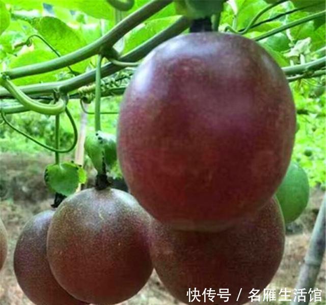  『盆栽』百香果盆栽“难结果”？那是没拿剪刀“修”，剪几刀，果子连着挂