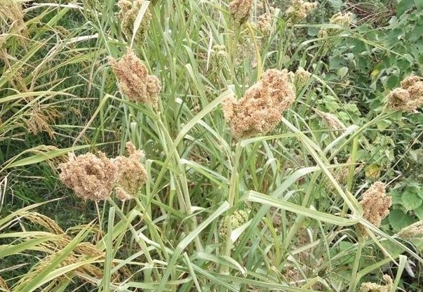  「芝麻」农村渐渐消失的3种农作物，认识两个说明你很有生活！