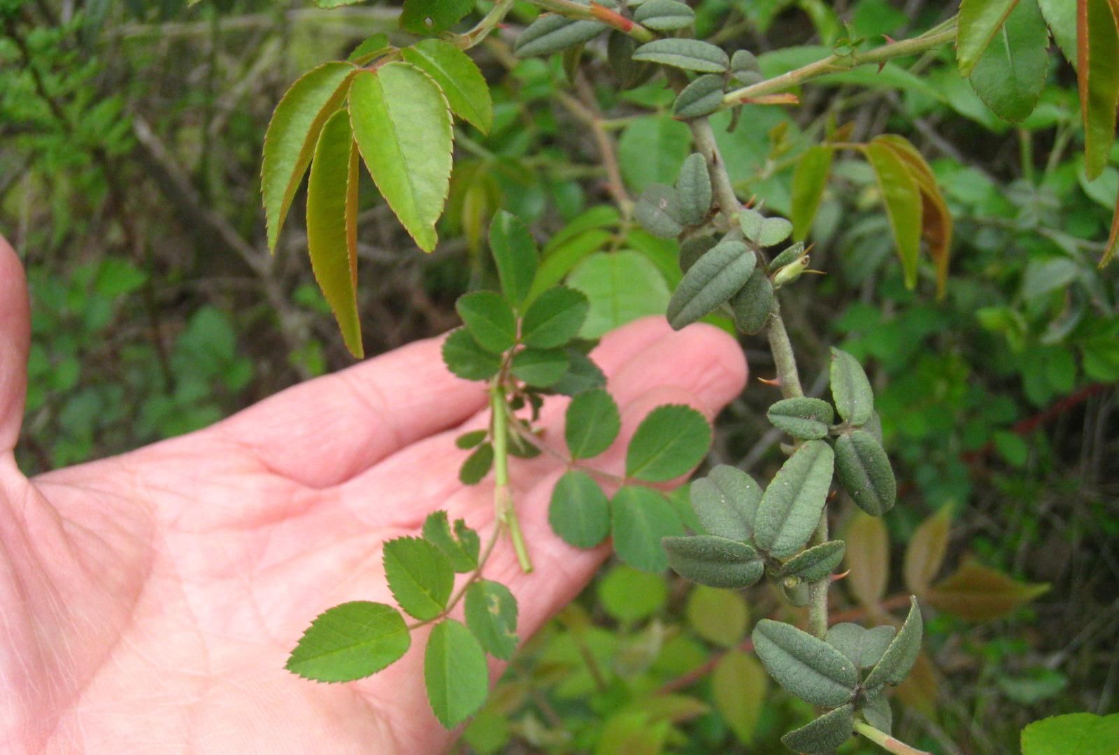 『去拍』冬去春来的武汉郊区，植物闹春掠影