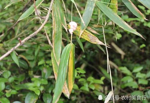 竹子长出“瘤子”农民见到就犯愁，殊不知是宝贝，如今一斤60元