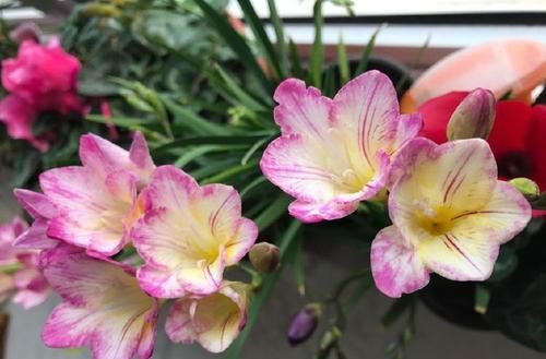  试试：喜欢玫瑰，就试试“精品”烛光，开花似美人起舞，比“菊花”美
