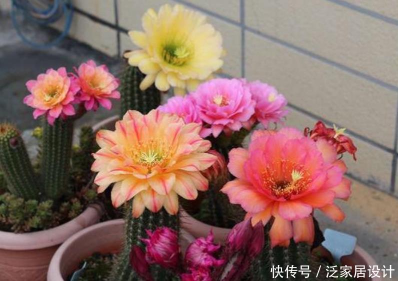 『越美』现在就养“4种花”,天气越热,开花越美,一次开花500朵!