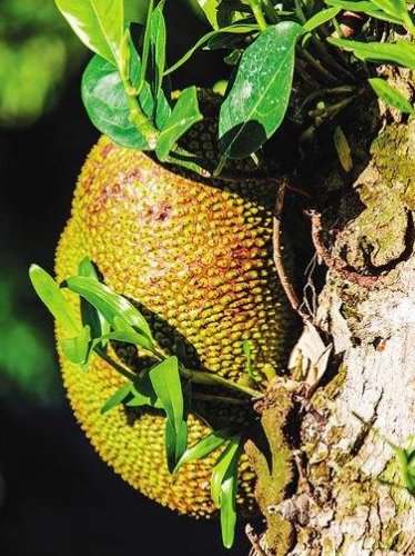 镜头下:海南有个神奇的“石斛村”,火山石头上长满了“钱”!