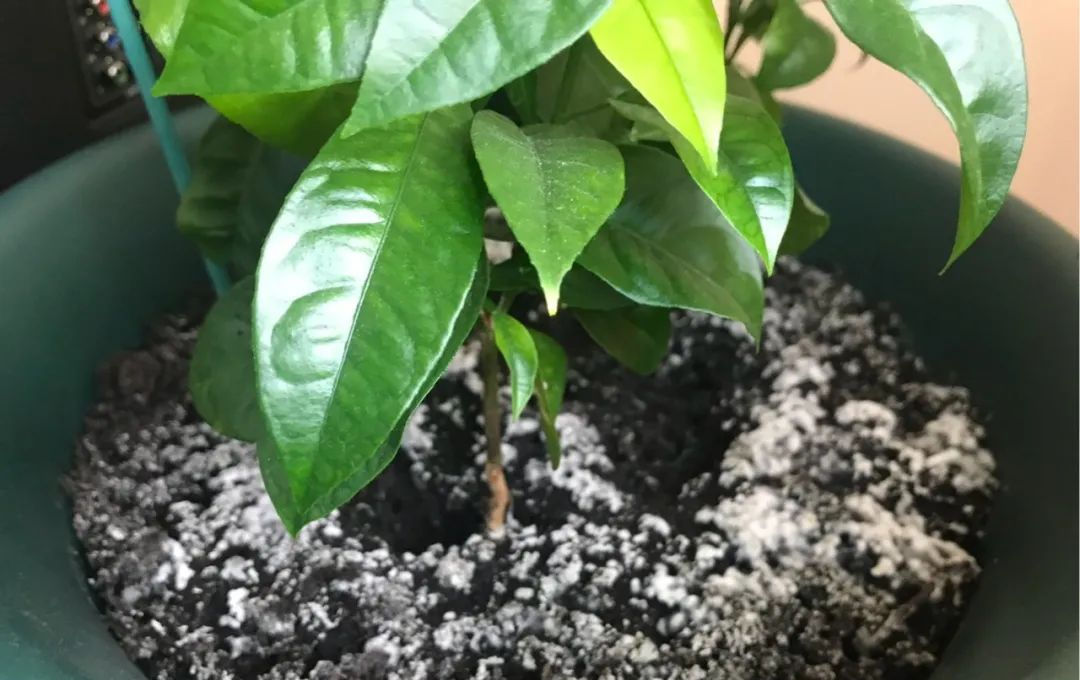  杀菌剂：几种杀菌剂对霉菌及香菇菌丝生长影响试验初报